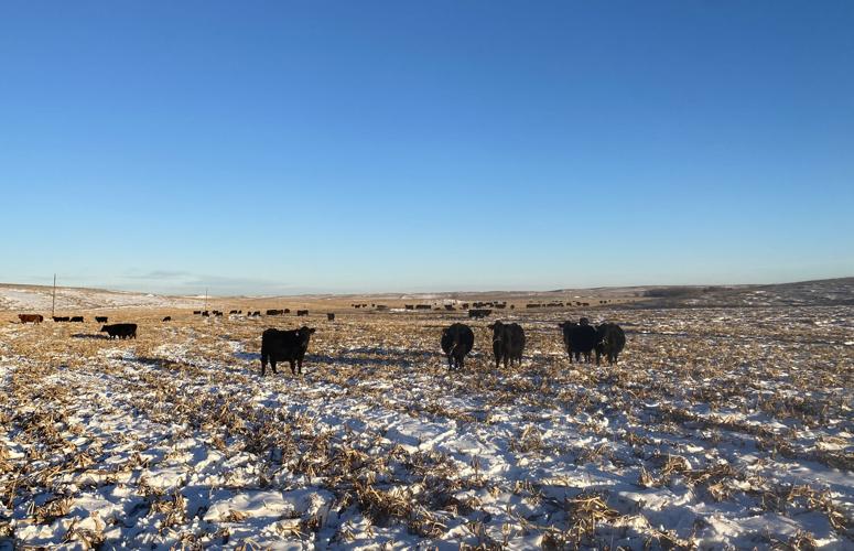 Cows in sudangrass