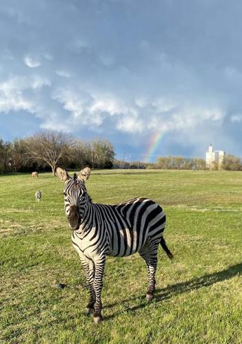 Zebra with rainbow
