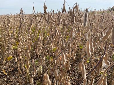 Late season soybeans