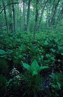 Replacement of filled wetlands awaits restoration of new banks