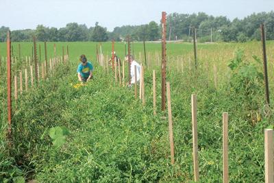 Workers harvest produce