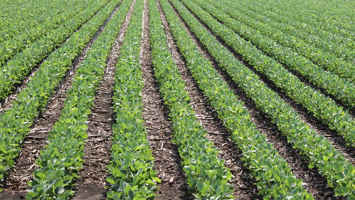 Soybean-rows