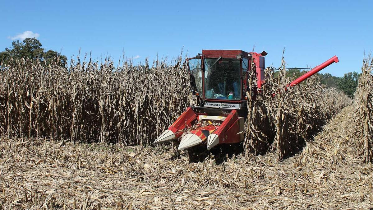 MU corn trials test extremes this season