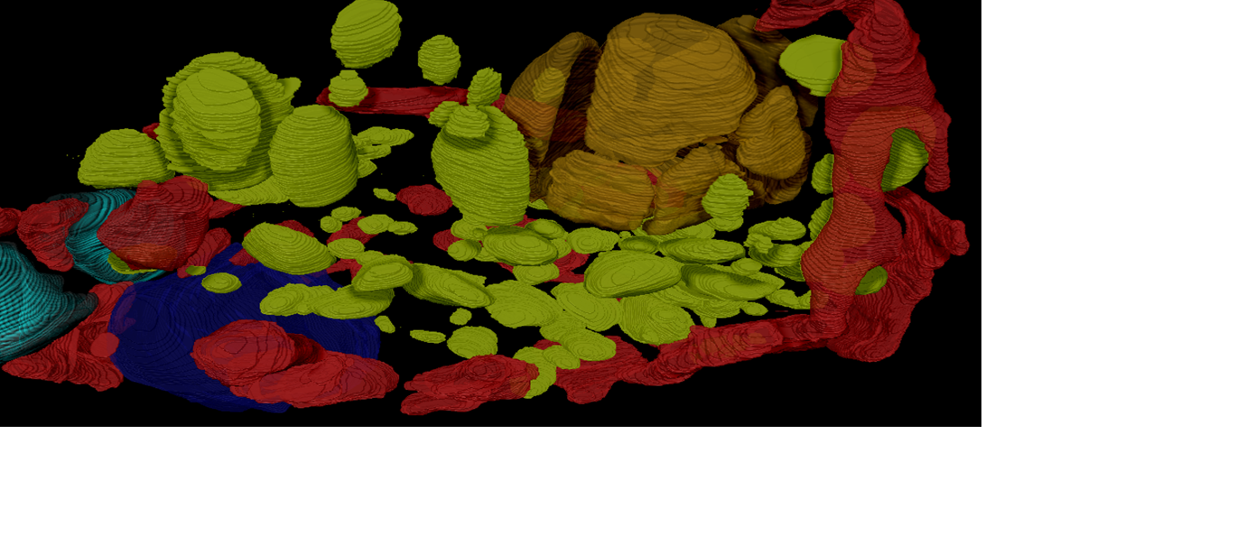 Photo-Chlamy_Mesh_3D