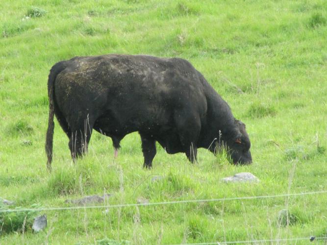 Cattle with lice