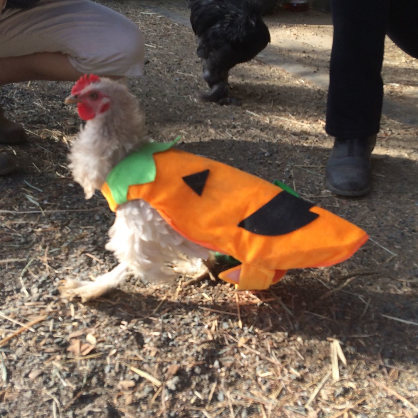 costumes for chickens