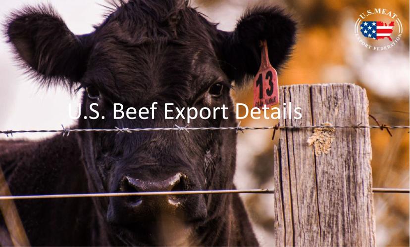 Beef cow cattle export details
