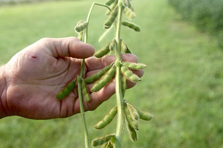soybean plant