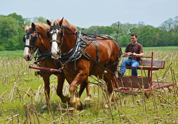 Horses in field