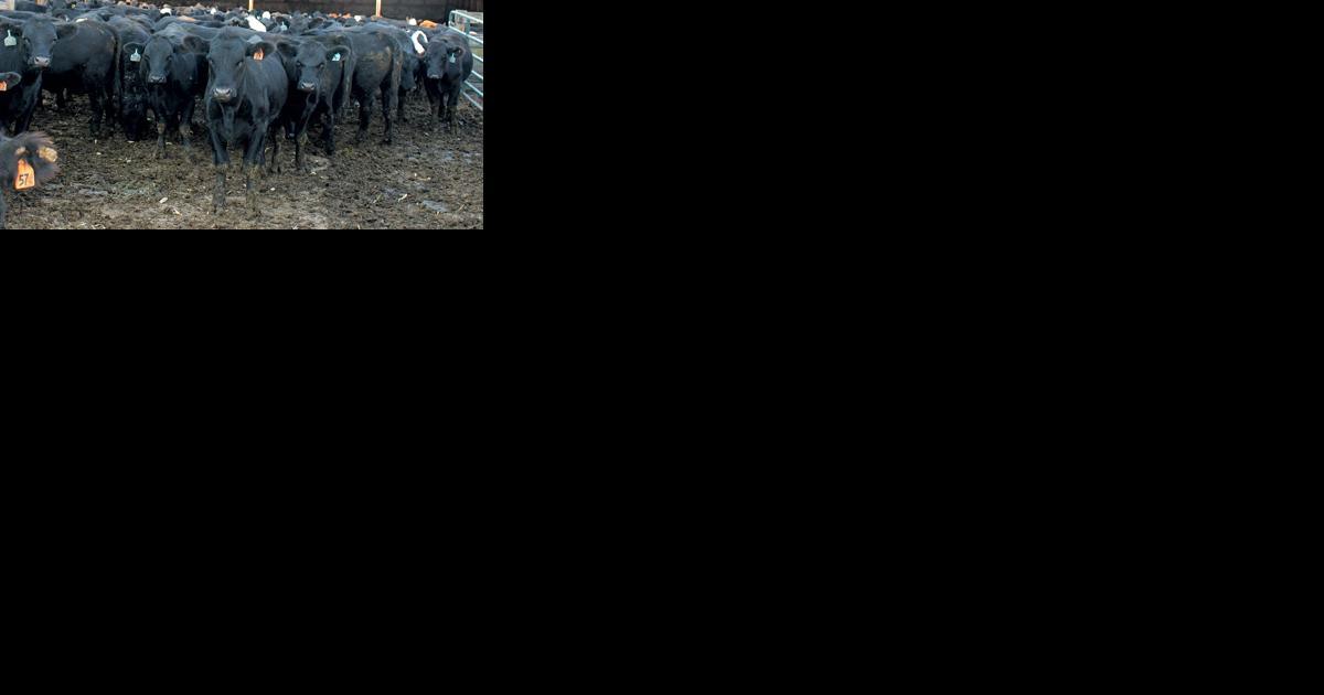 Livestock expansion unlikely until 2025, economists say - Vimarsana News