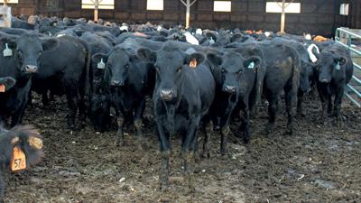 Cattle-in-feedlot