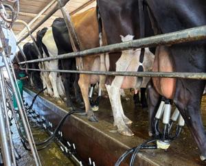 Milking parlor