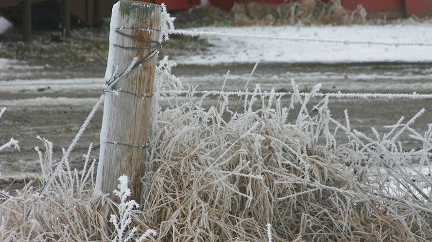 Winter frost