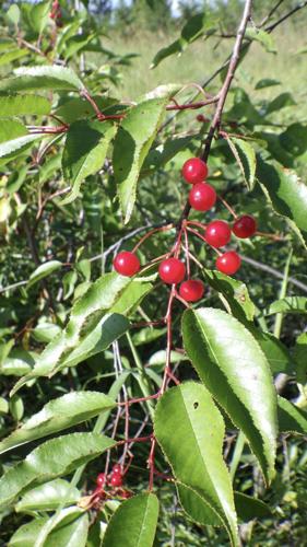 Pin cherries