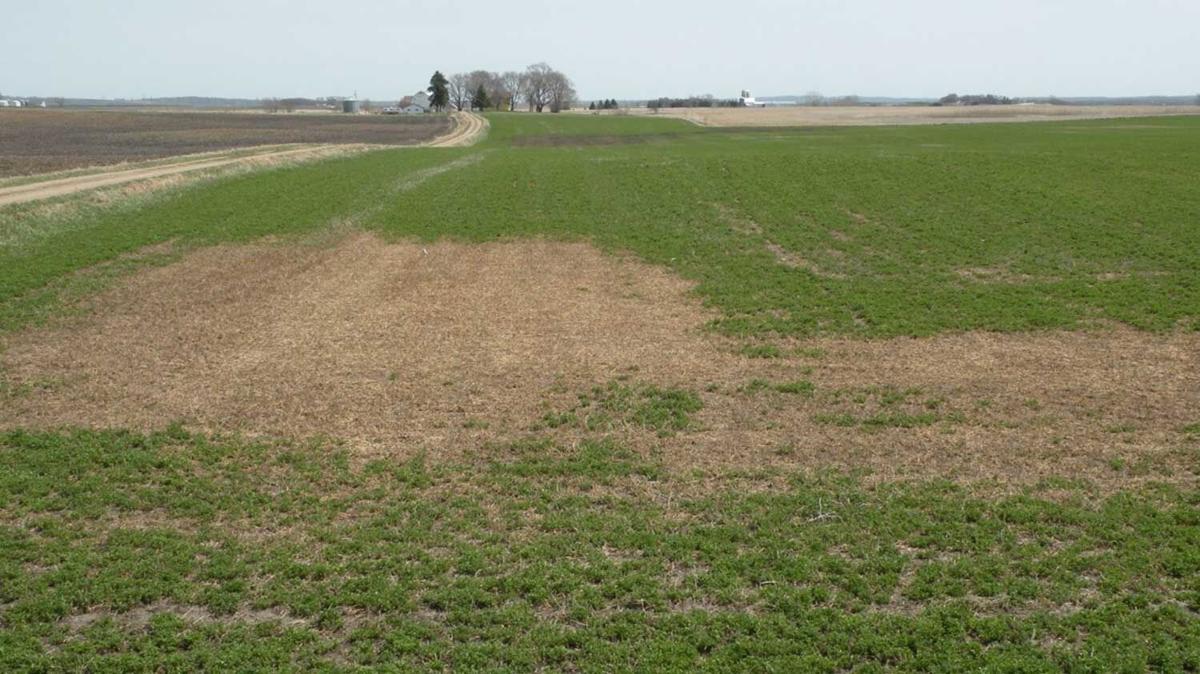 Ice-sheet-damage-to-alfalfa-field