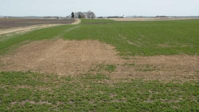 Ice-sheet-damage-to-alfalfa-field
