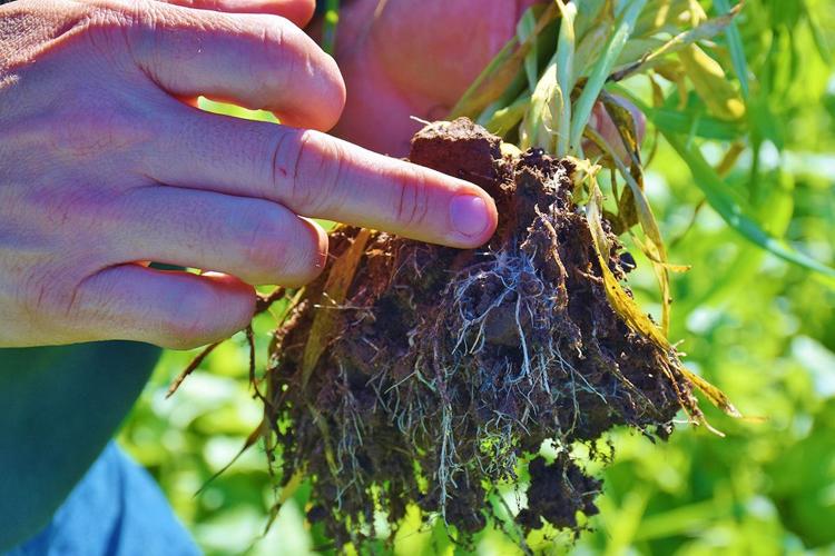 Cover-crop roots