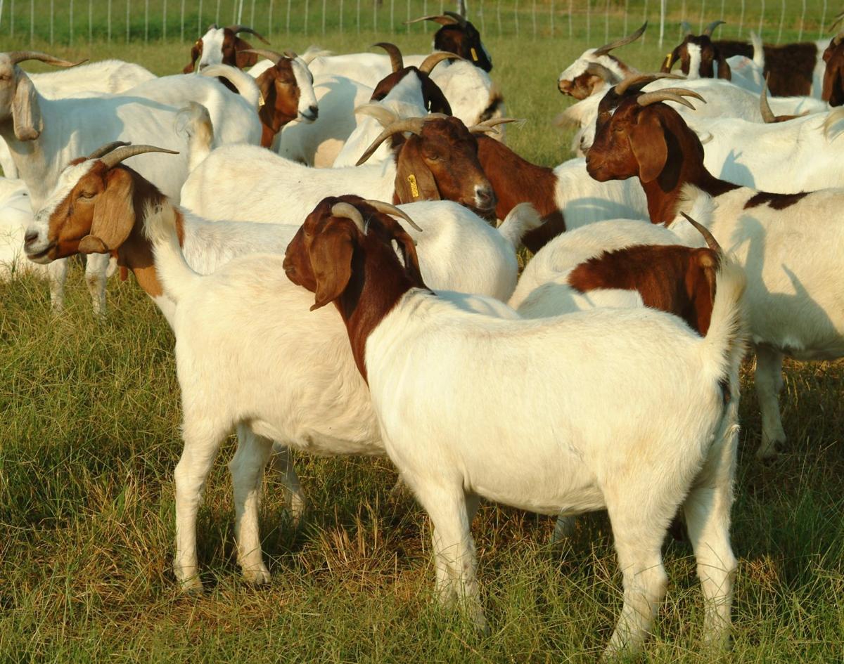 Goat inventory slightly smaller | Livestock | agupdate.com