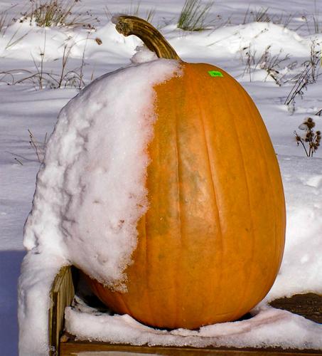 Pumpkin with snow