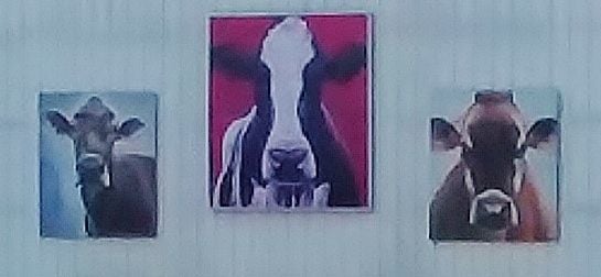 Cow paintings