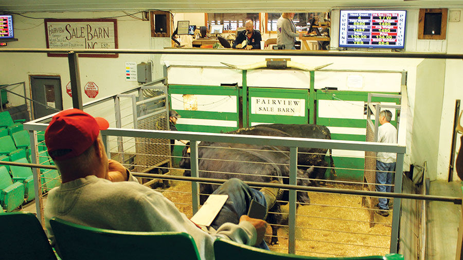 Sale Barn Grounded In Tradition With Future Focus Livestock