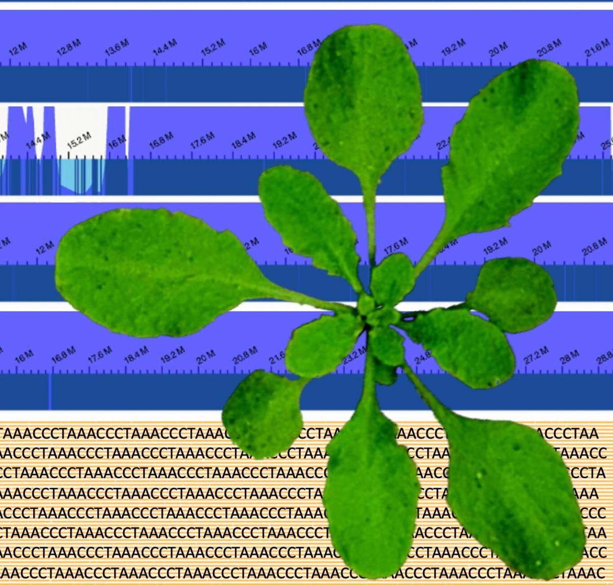 Arabidopsis thaliana DNA schematic