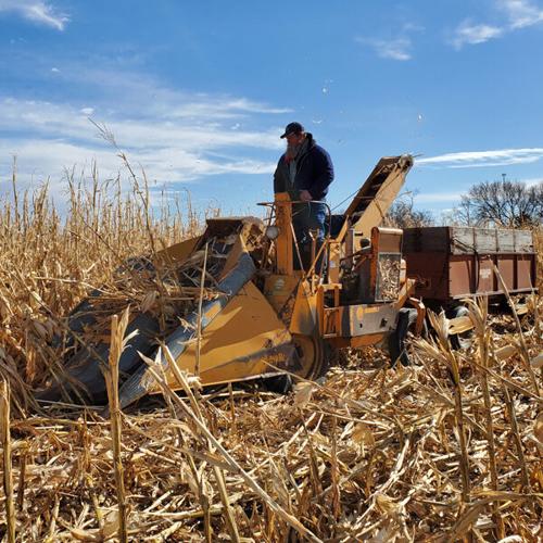 Kansas corn pickers 4