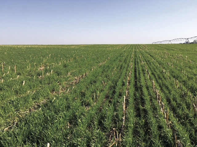 spring cereal rye