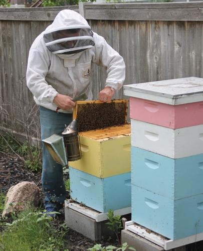 Michael Peverill keeps beehives