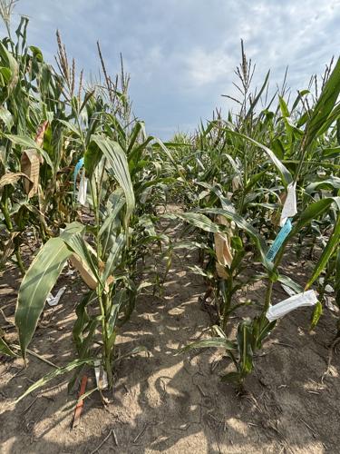 Cornfield