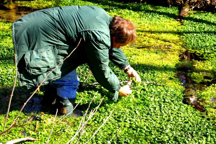 Watercress