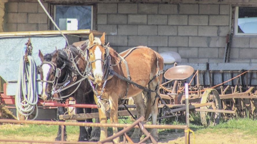 Amish plow in yard