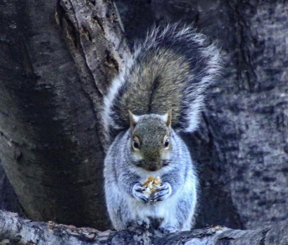 Squirrel