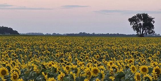 Sun sets on sunflowers