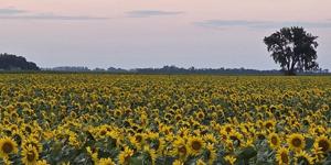 Farmland beauty through a different lens
