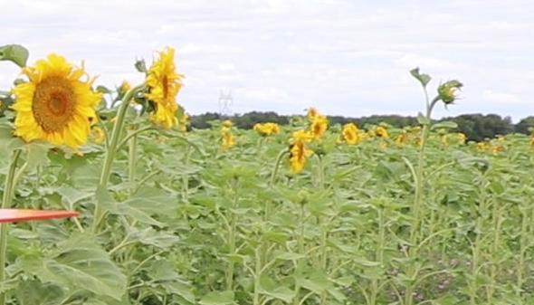 Sunflower oil