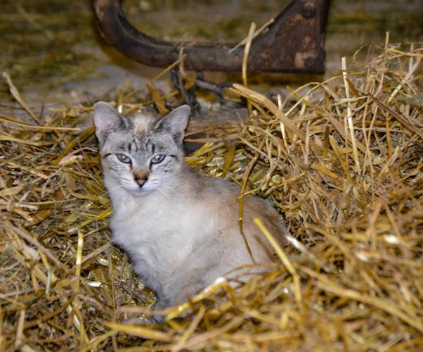 Farm cat