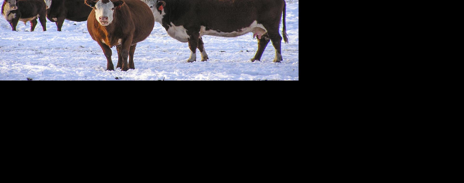 Beef cattle in field