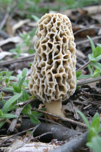 Morel