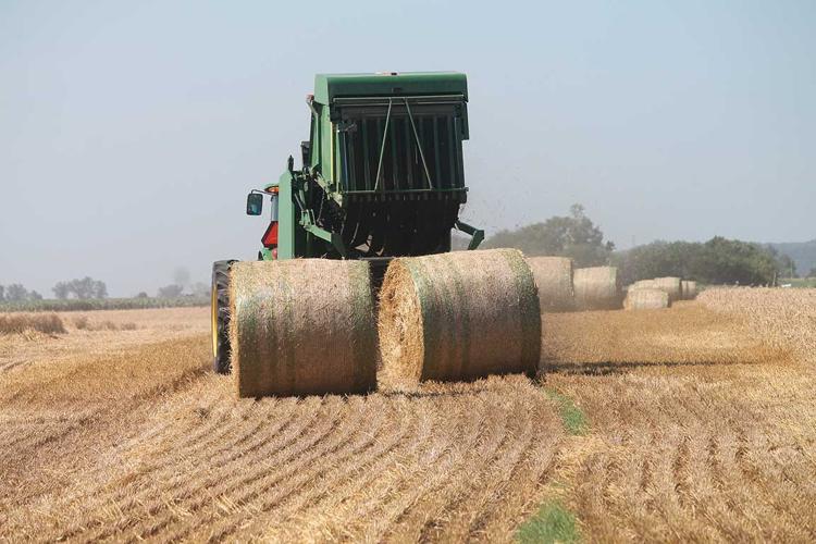 wheat harvest bales