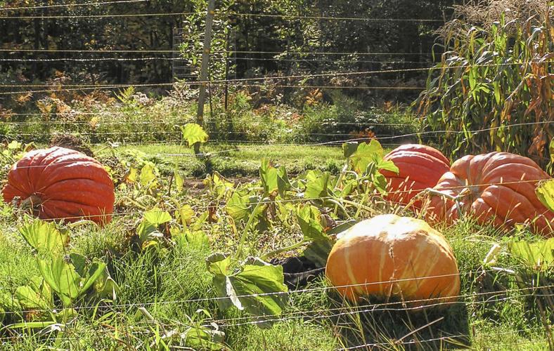 Pumpkins