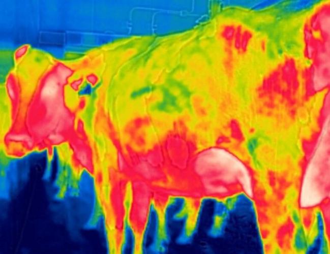 Infrared photo of cow