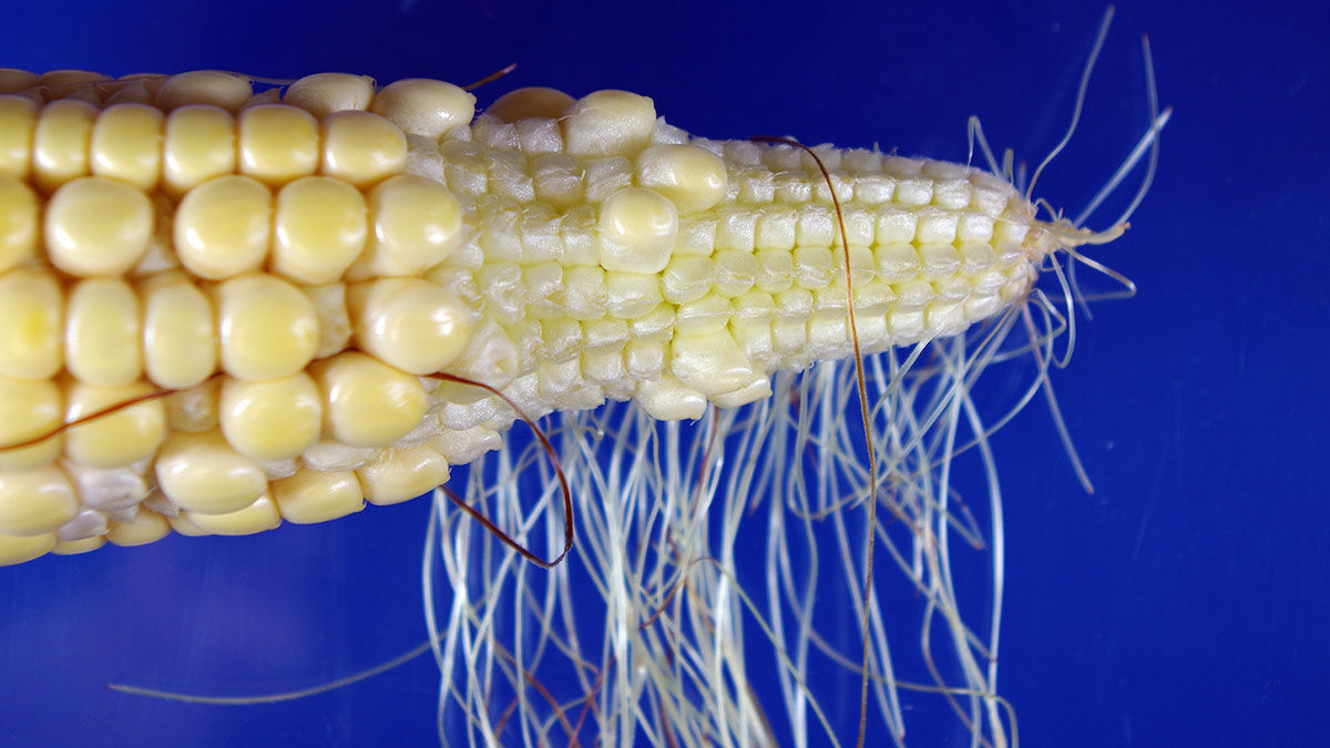 Corn ears tell what went right, wrong