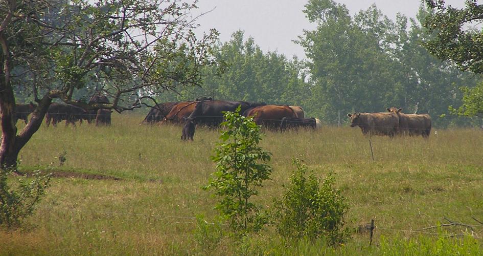 Beef cattle on pasture