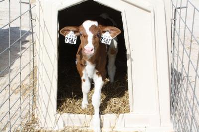 dairy calf