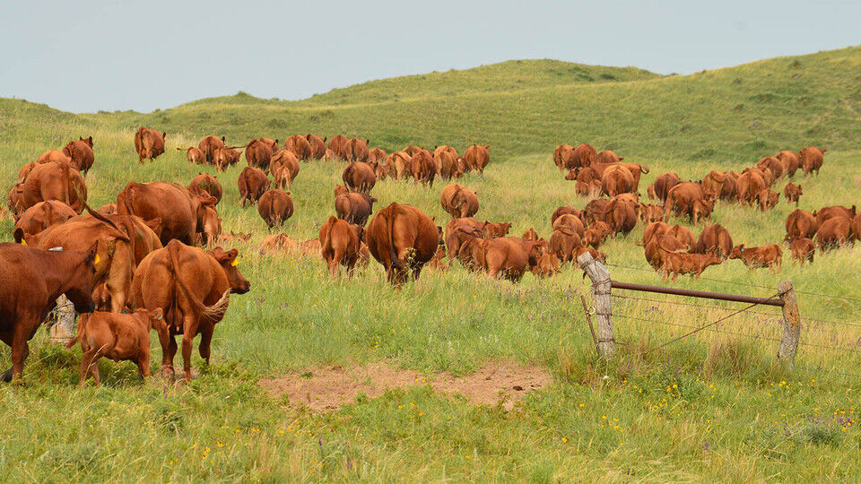 Grazing Nebraska Sandhills