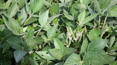 Flowering soybeans