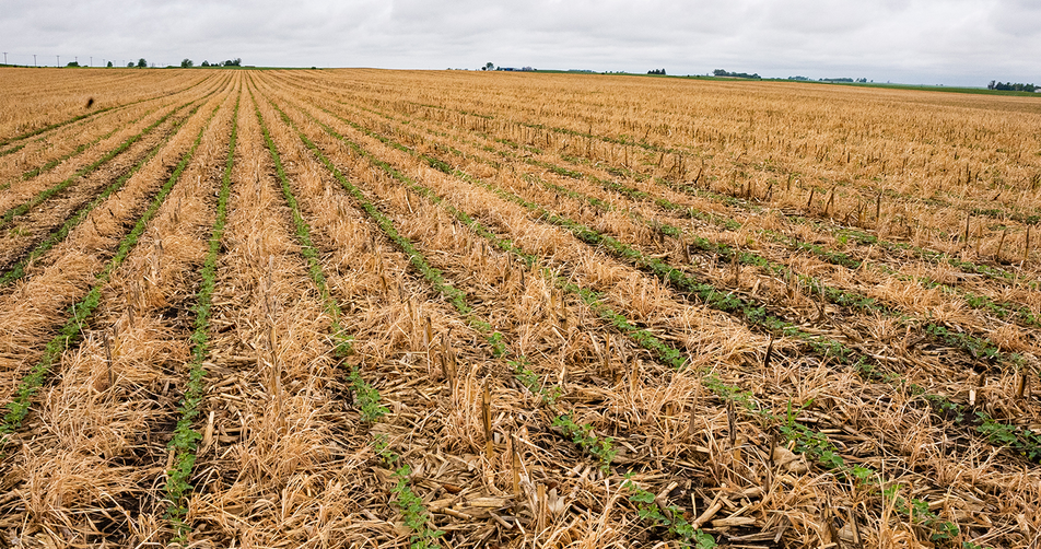 Soybeans