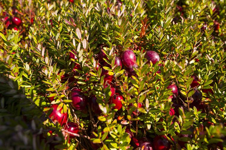 20140926_Cranberry_184.JPG