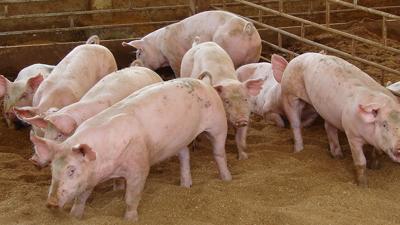 Low Stress Wean To Finish Production Evolves Livestock